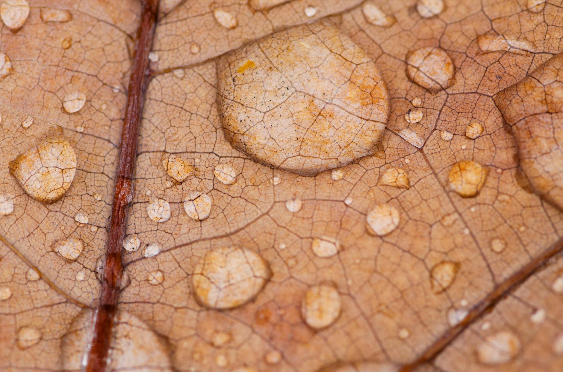 How Do Environmental Factors Actually Damage the Aging Brain?