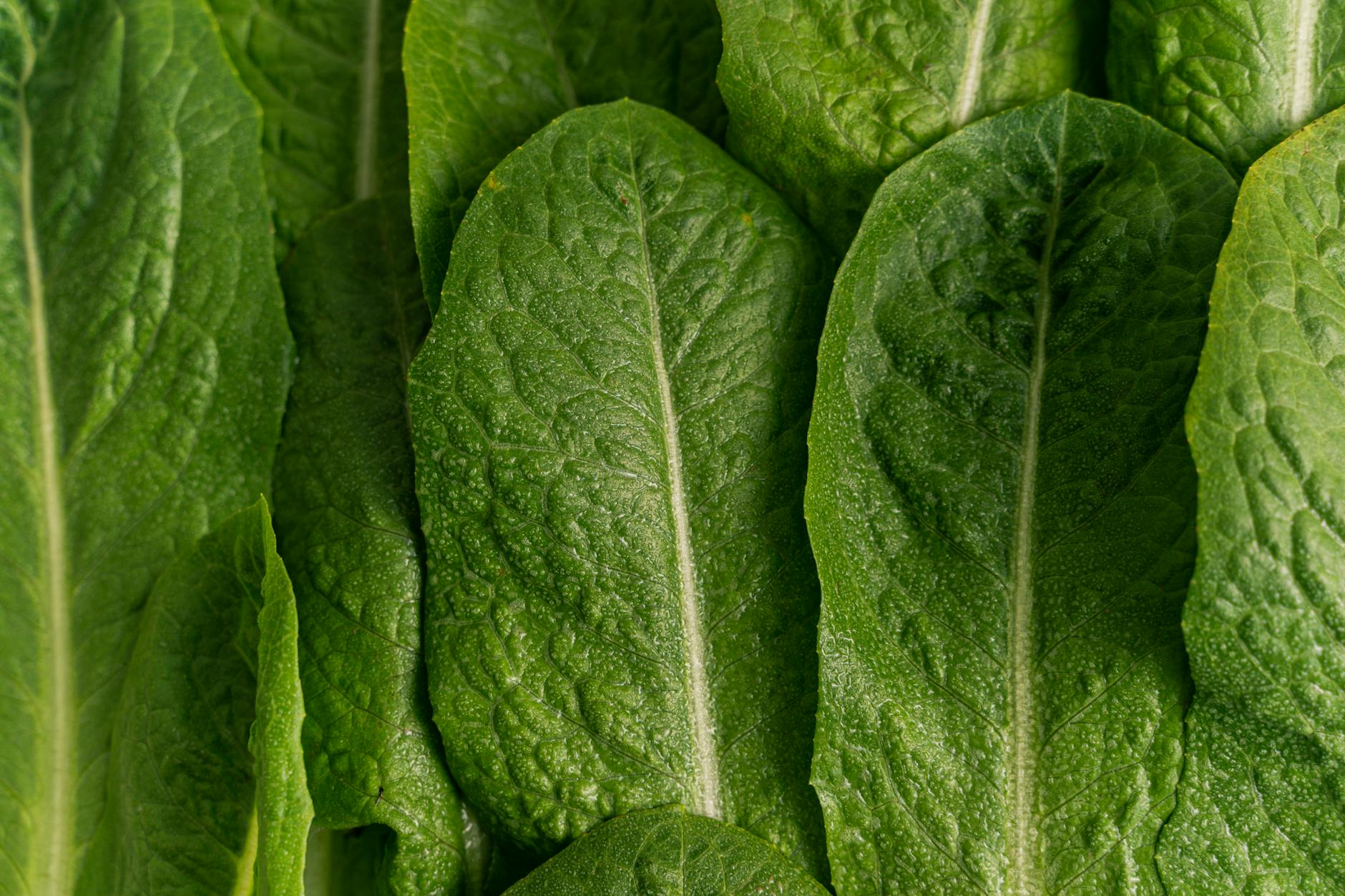 How Do Leafy Greens Slow Brain Decline in Aging Adults?