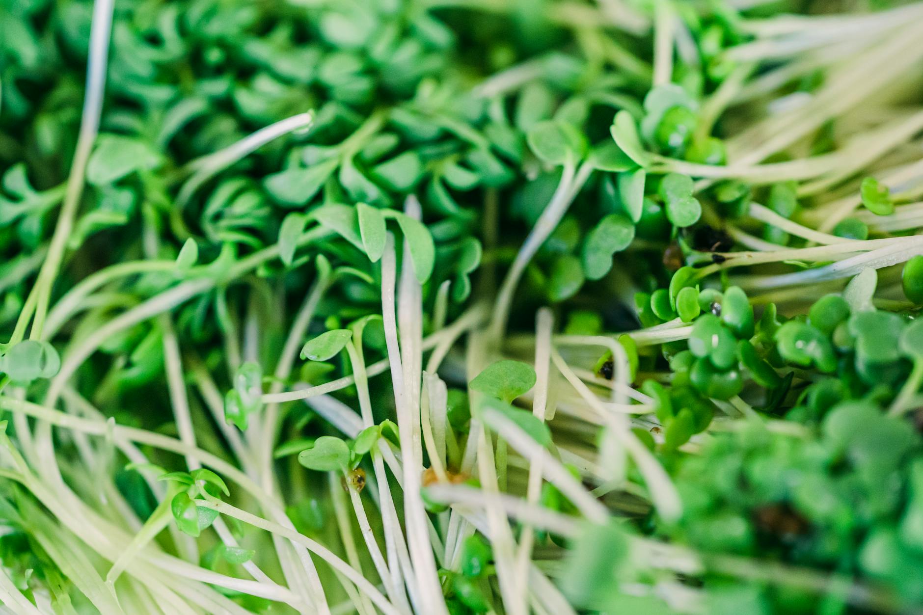 How Does a Plant-Based Diet Actually Protect Your Brain?