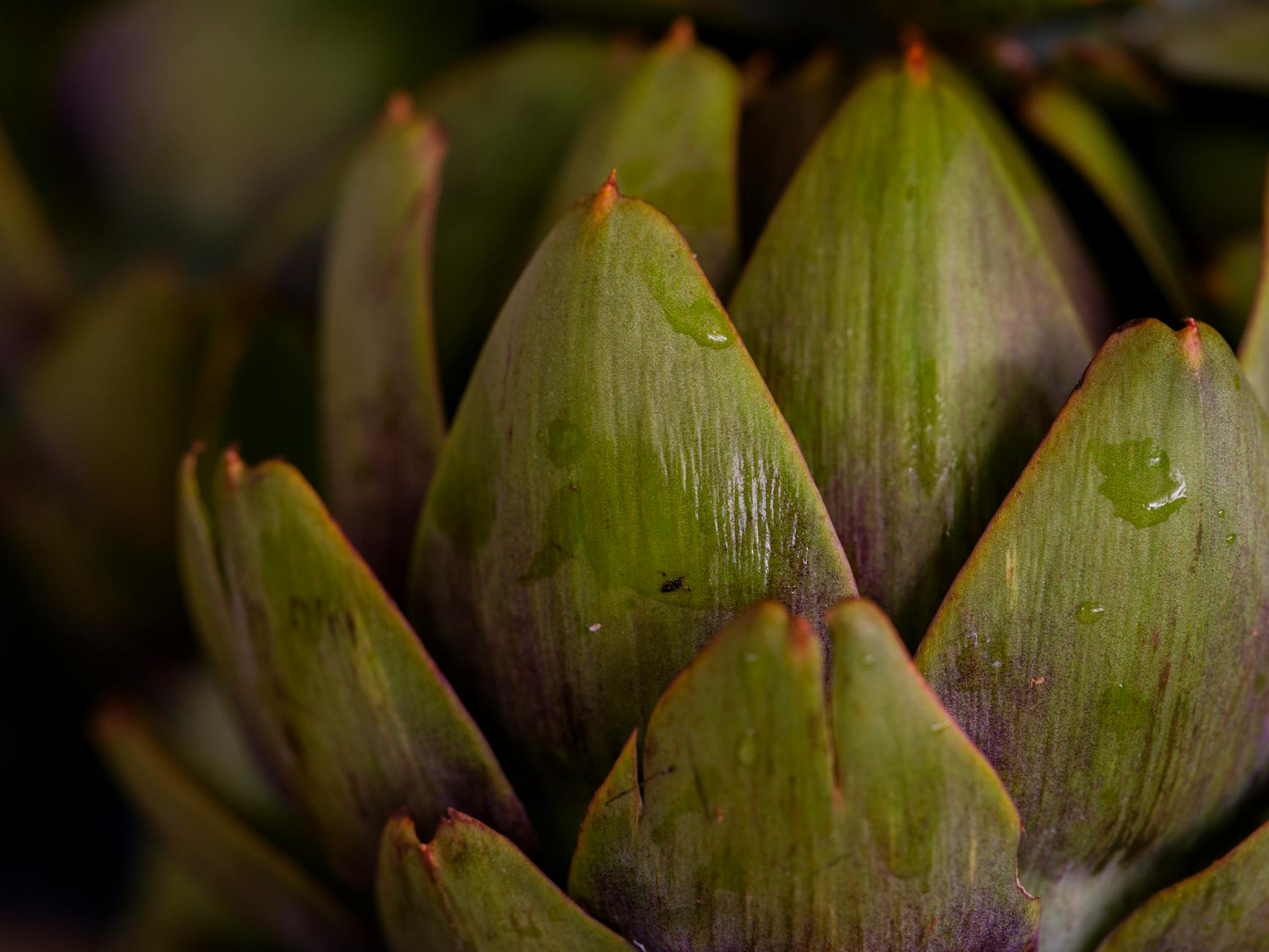 How Does a Plant-Based Diet Reduce Alzheimer's Risk?