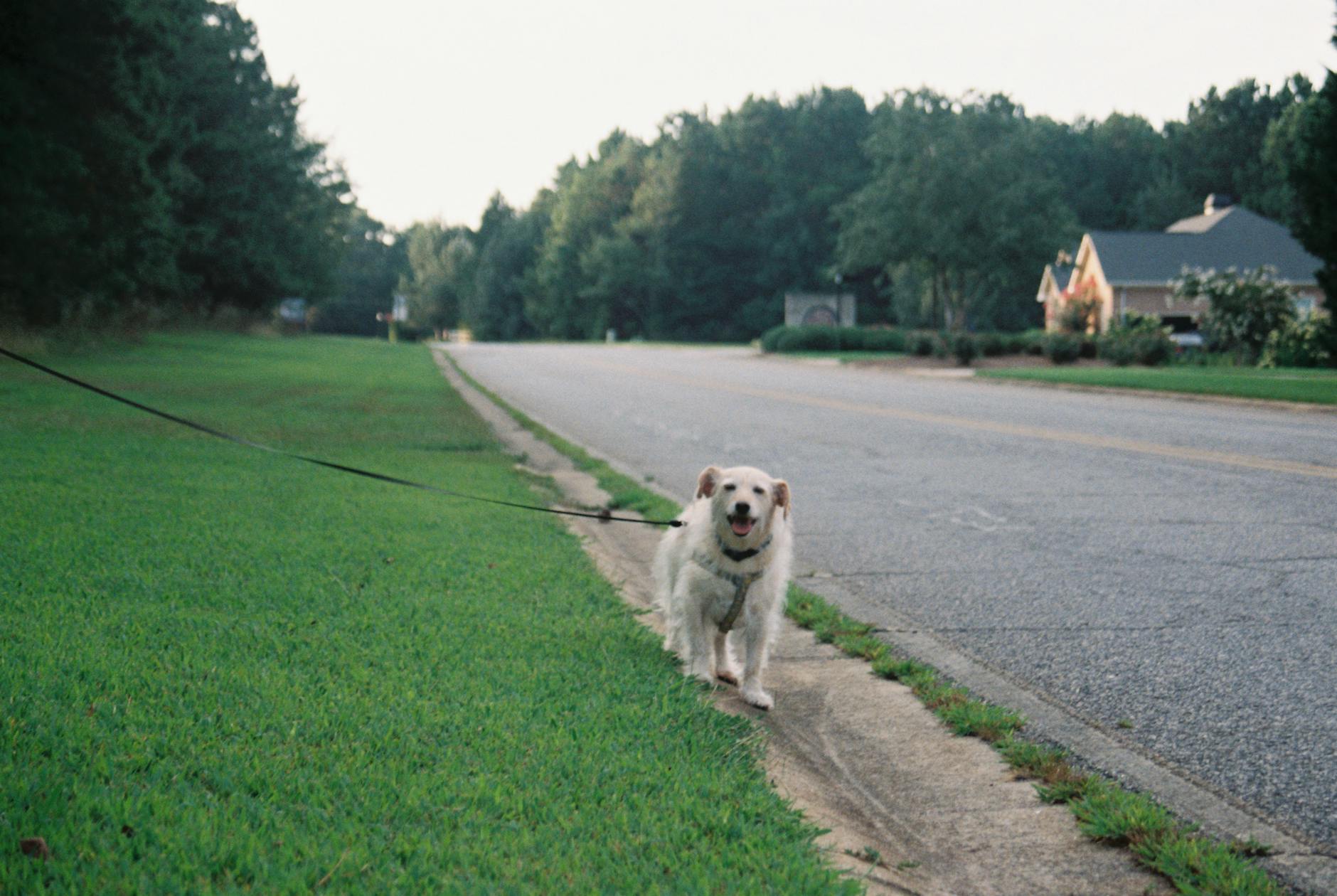 How Does Daily Walking Protect Your Brain From Dementia?