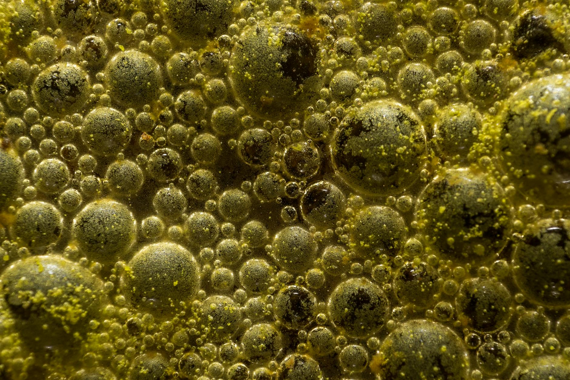 How Does Extra Virgin Olive Oil Protect the Aging Brain?