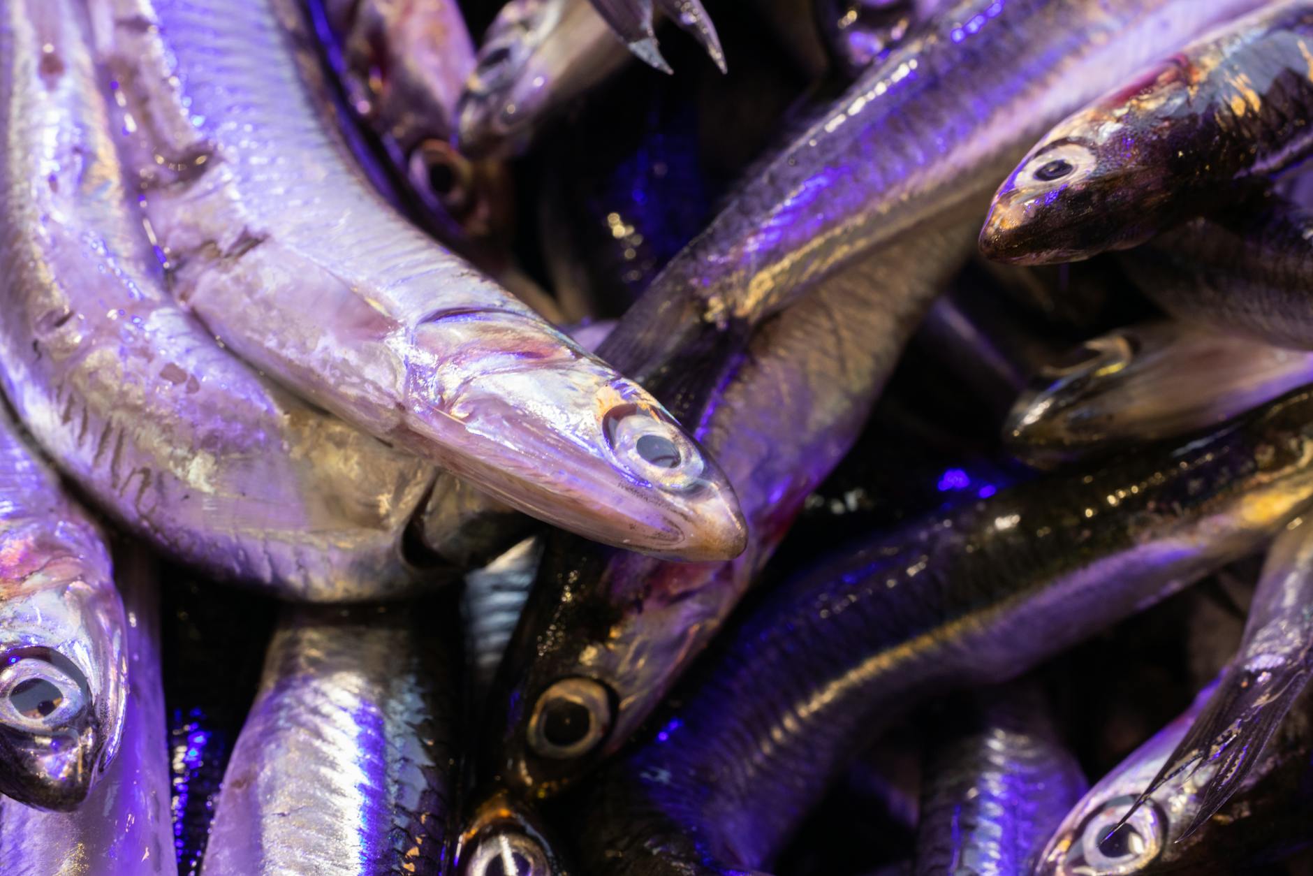 How Does Fatty Fish Lower Your Risk of Dementia and Cognitive Decline?