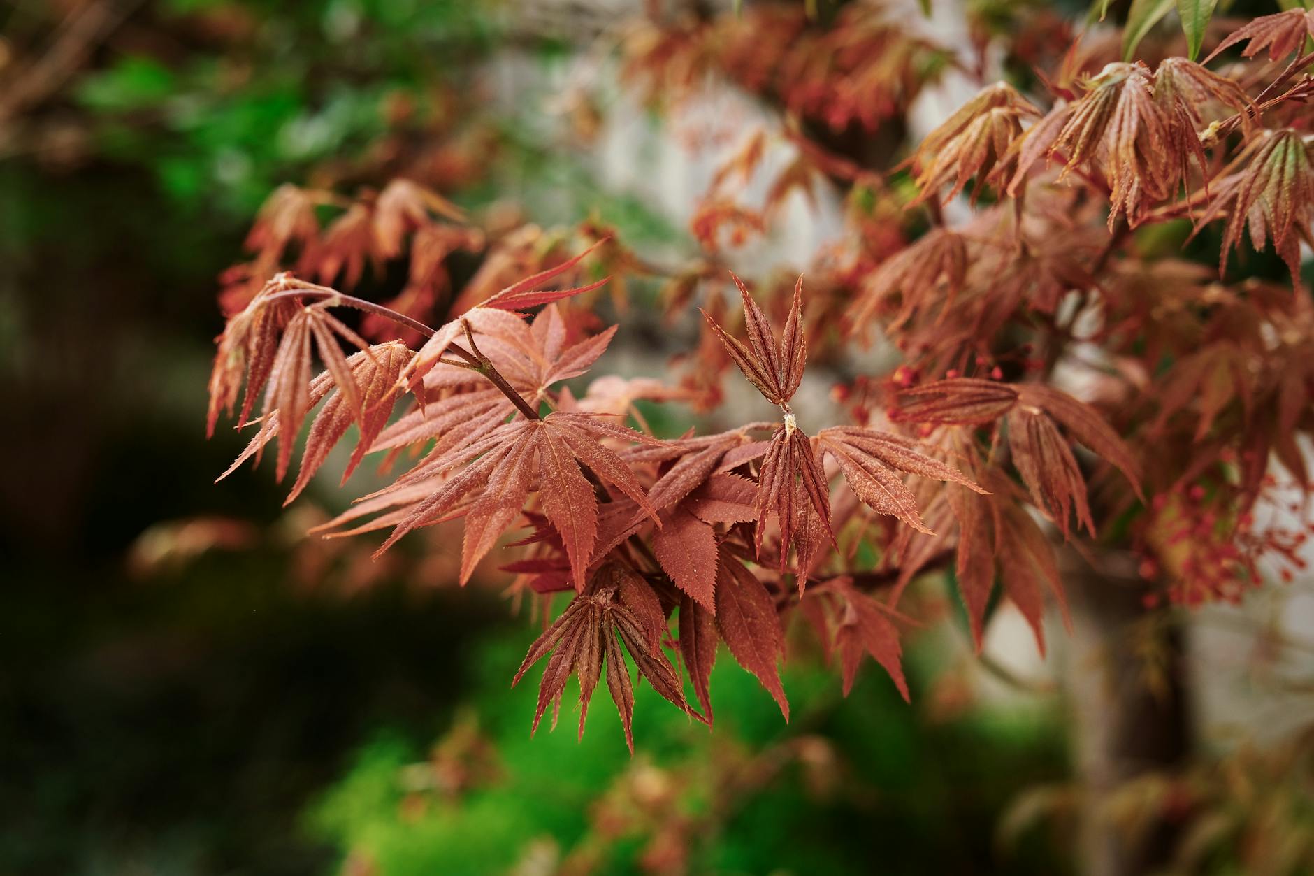 How Does Gardening Change the Structure and Function of Your Brain?