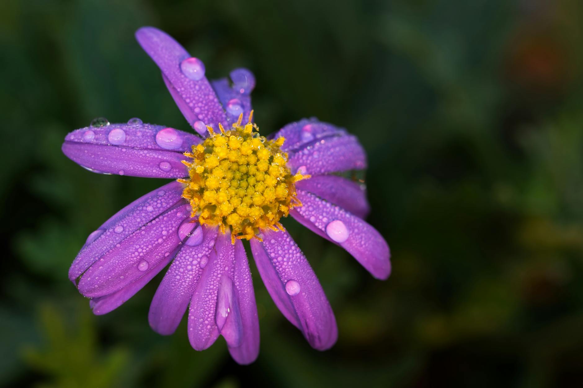 How Does Gardening Lower the Risk of Cognitive Decline?