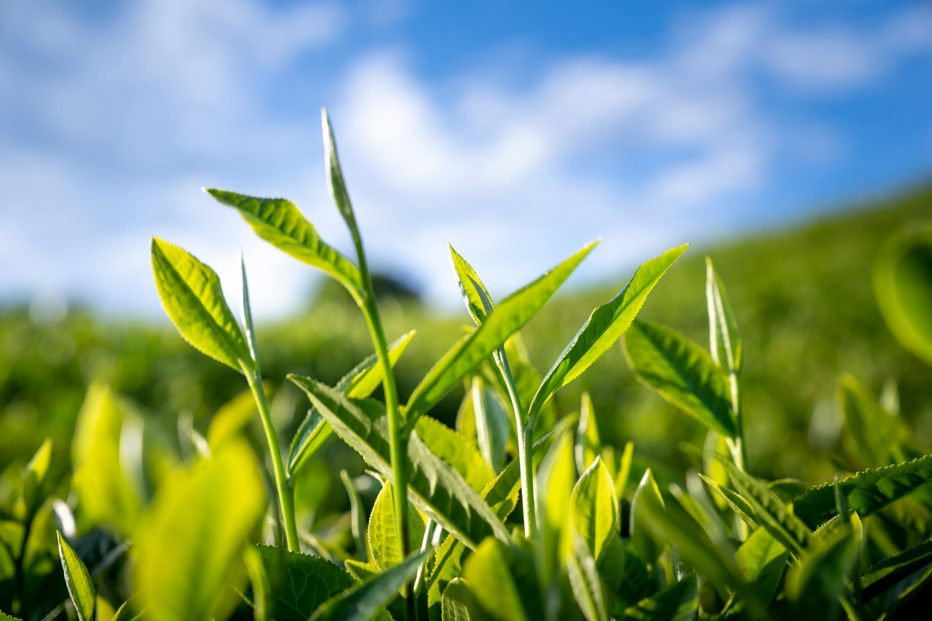 How Does Green Tea Compare to Brain Health Supplements?