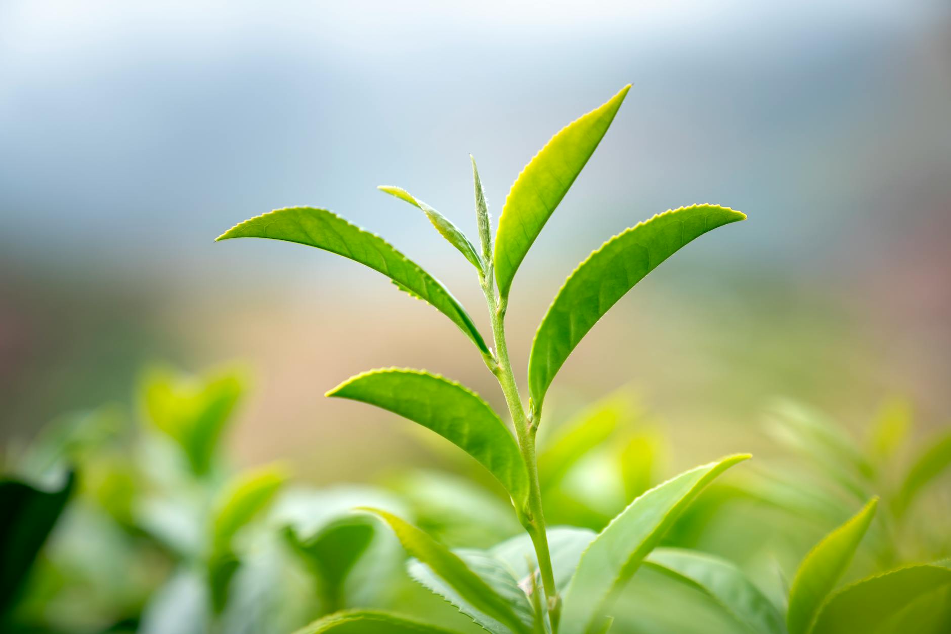 How Does Green Tea Protect Brain Health and Lower Alzheimer's Risk?