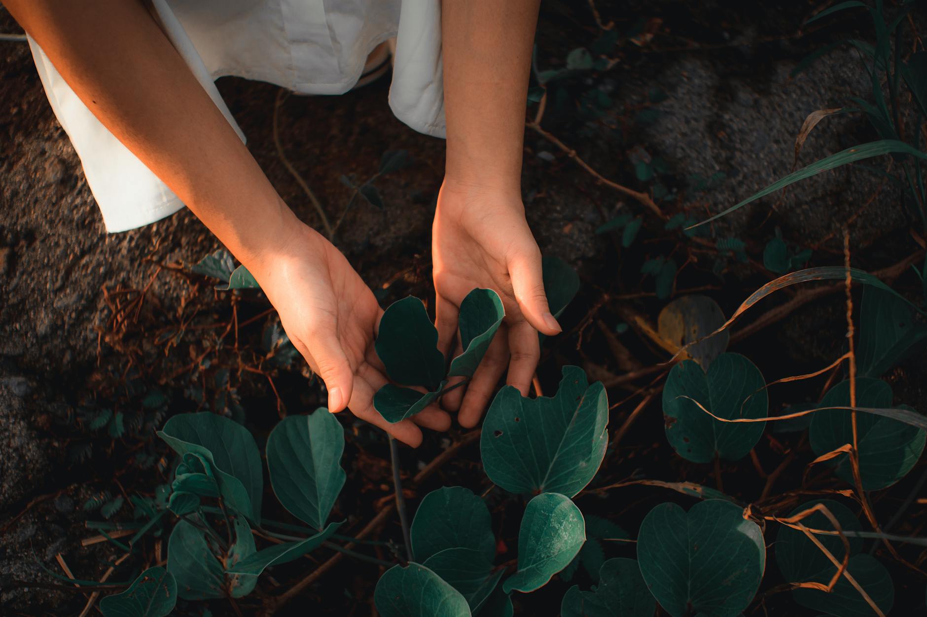 How Gardening Protects Cognition Where Medication Falls Short