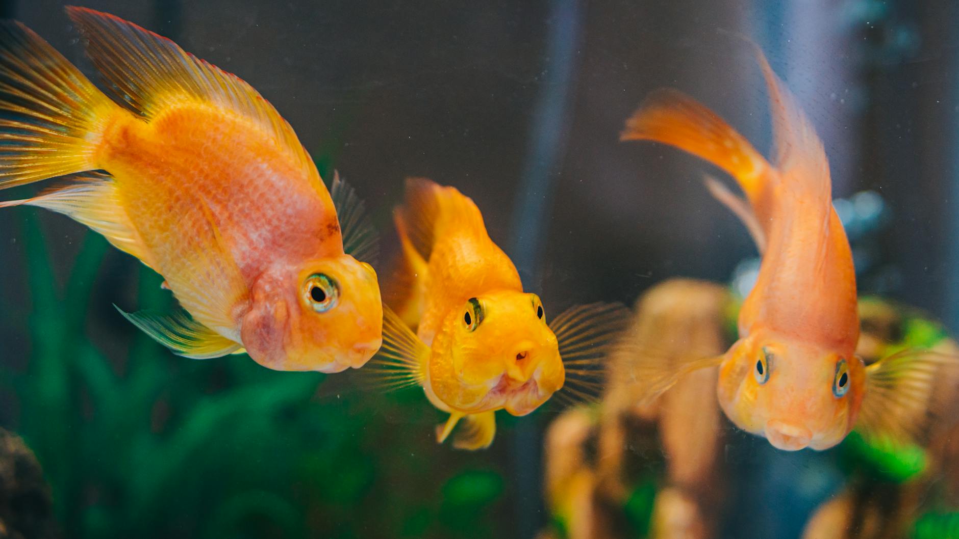 How Genetic Factors Influence Fish's Brain-Protective Benefits