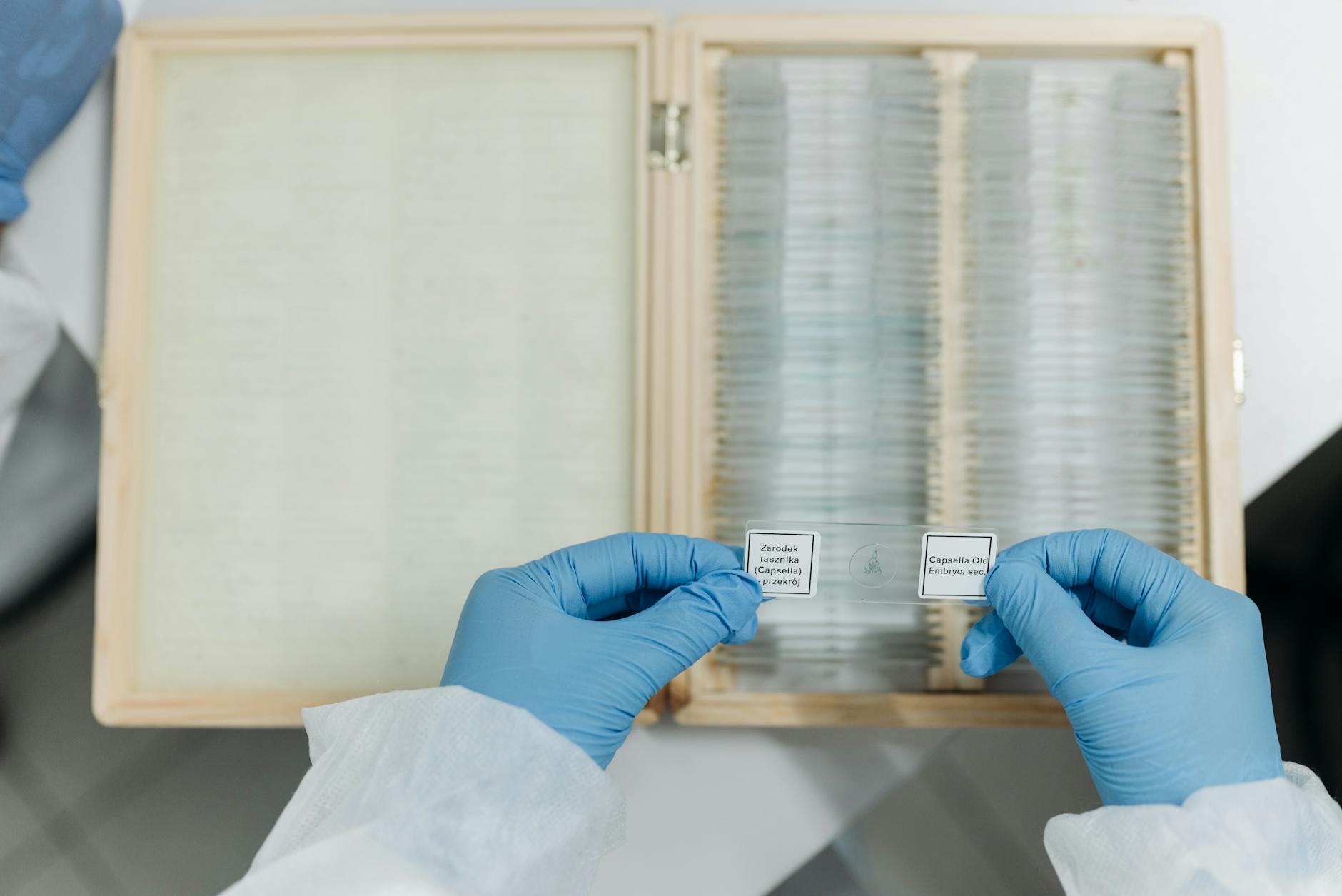 How Researchers Identify the Immune Cells That Fight Disease