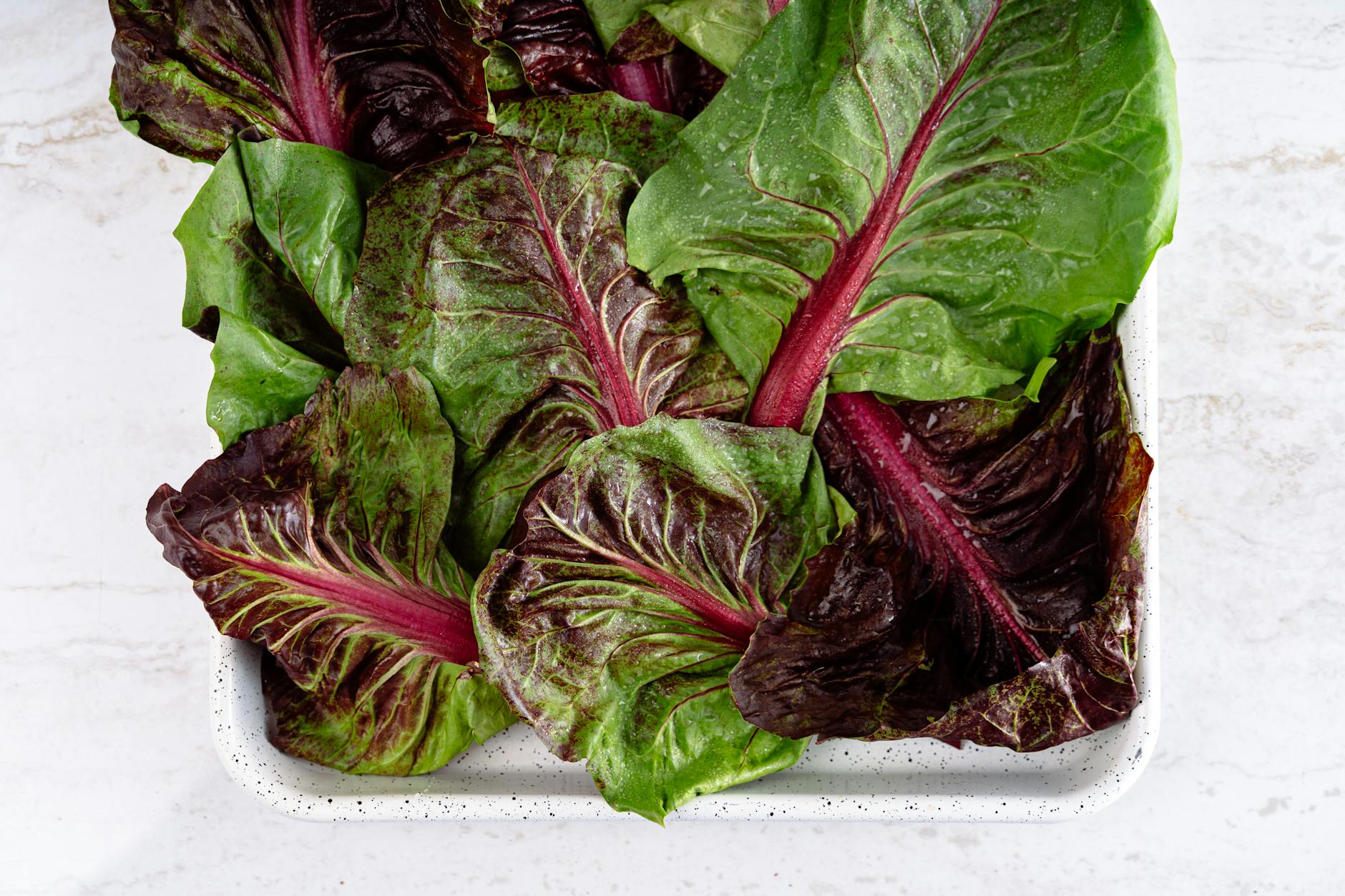 How Swiss Chard Slows Brain Aging in Adults Over 55