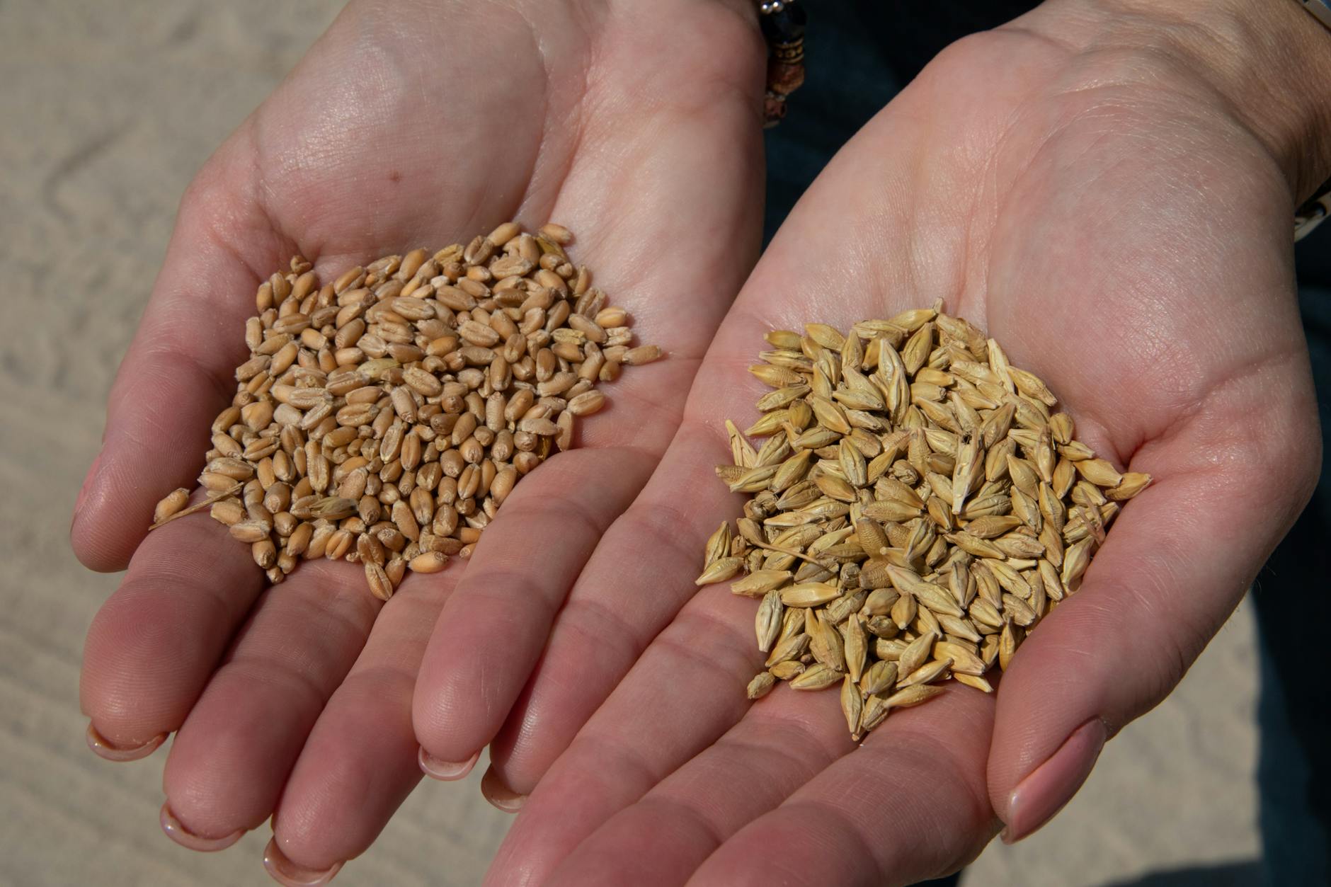 How Whole Grains Protect the Brain