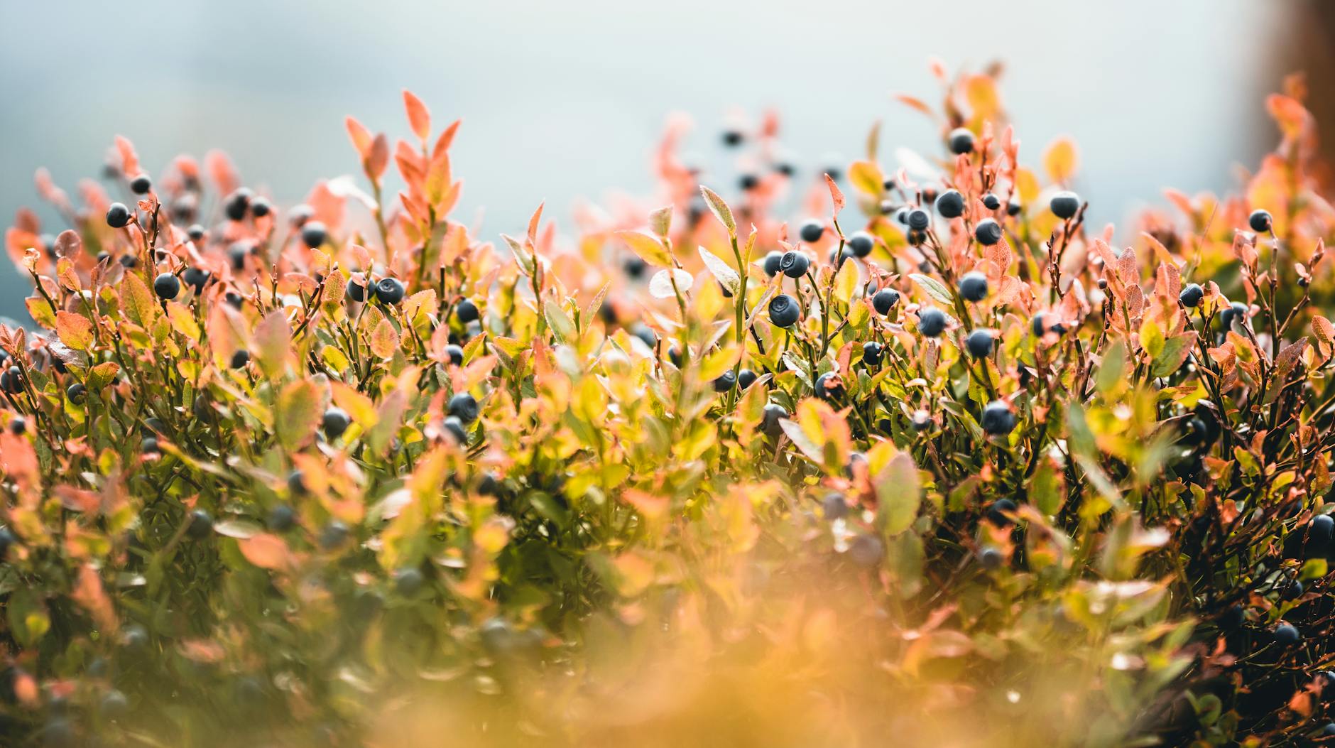 How Wild Blueberries Protect Your Brain