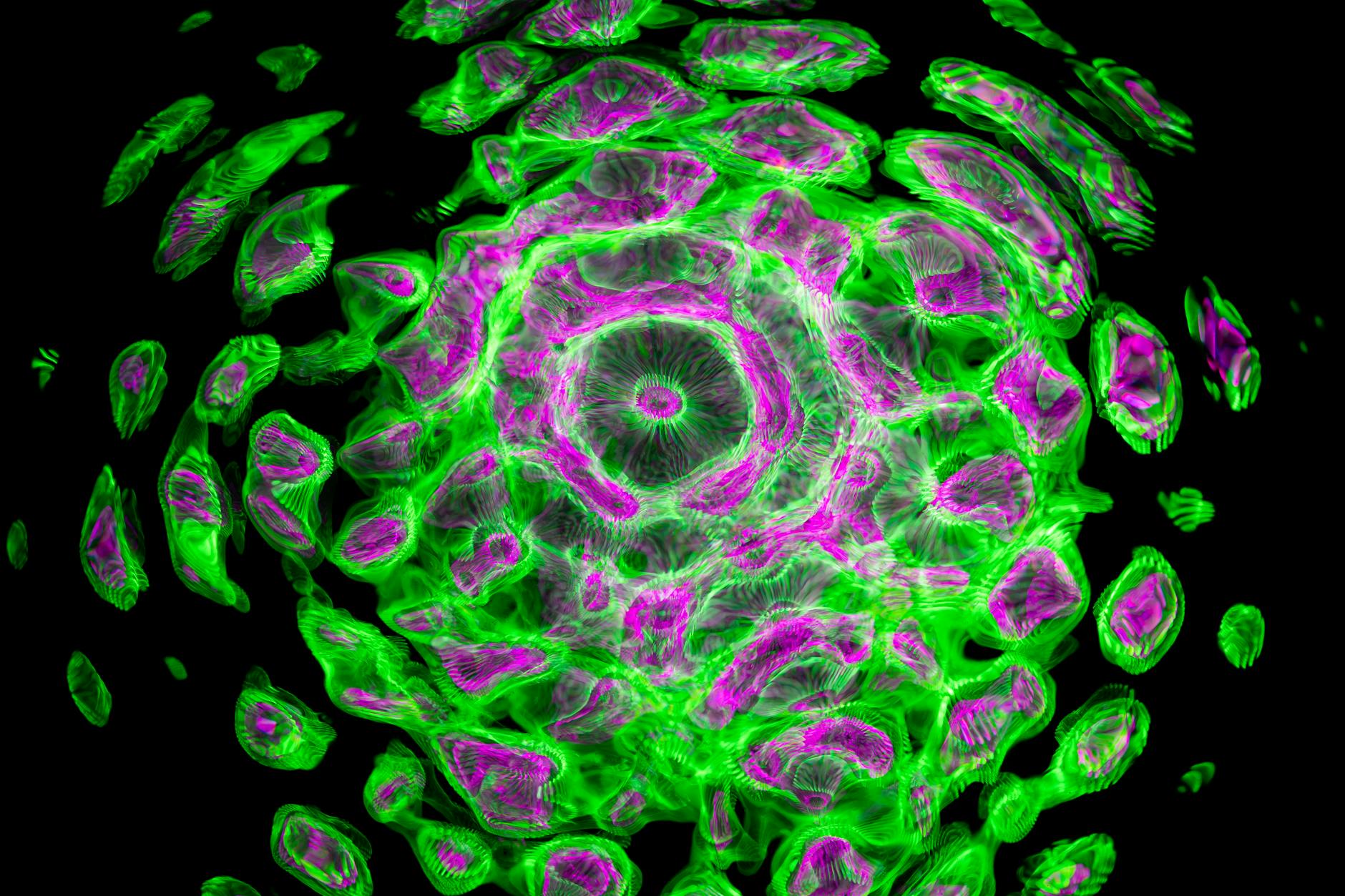 Inside the Brain—Tanycytes, Copper, and Cellular Cleanup