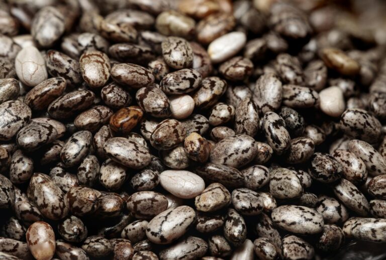 New Research Links chia seeds to Better Brain Health After 55 - Featured image