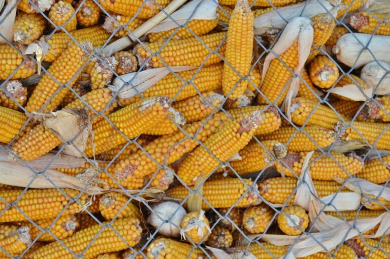 New Research Links corn oil to Better Brain Health After 55 - Featured image