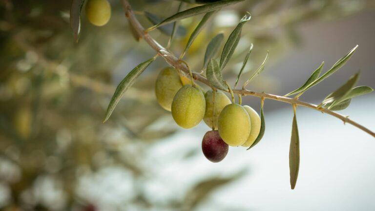 New Research Links olive oil to Better Brain Health After 75 - Featured image