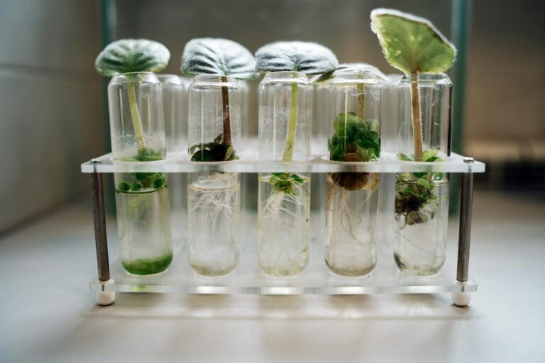 New Research Links plant based diet to Better Brain Health After 75 - Featured image