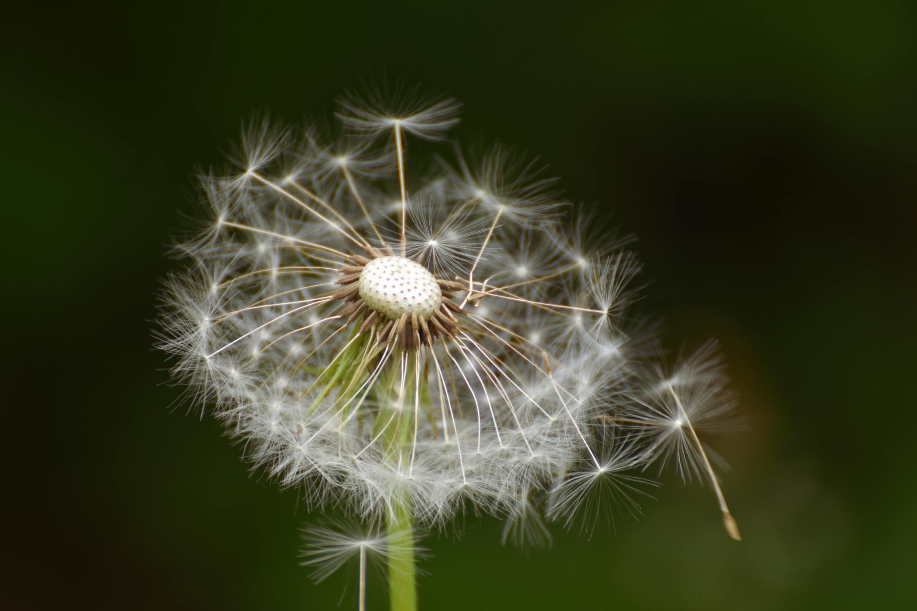 Real-World Examples of Seed Oil Benefits in Aging Populations