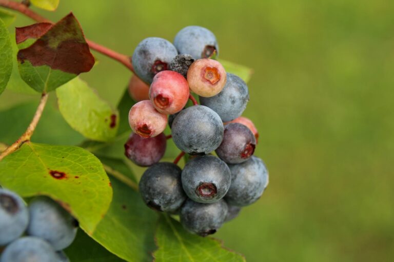 Scientists Reveal blueberries Is One of the Worst Foods for Brain Health - Featured image