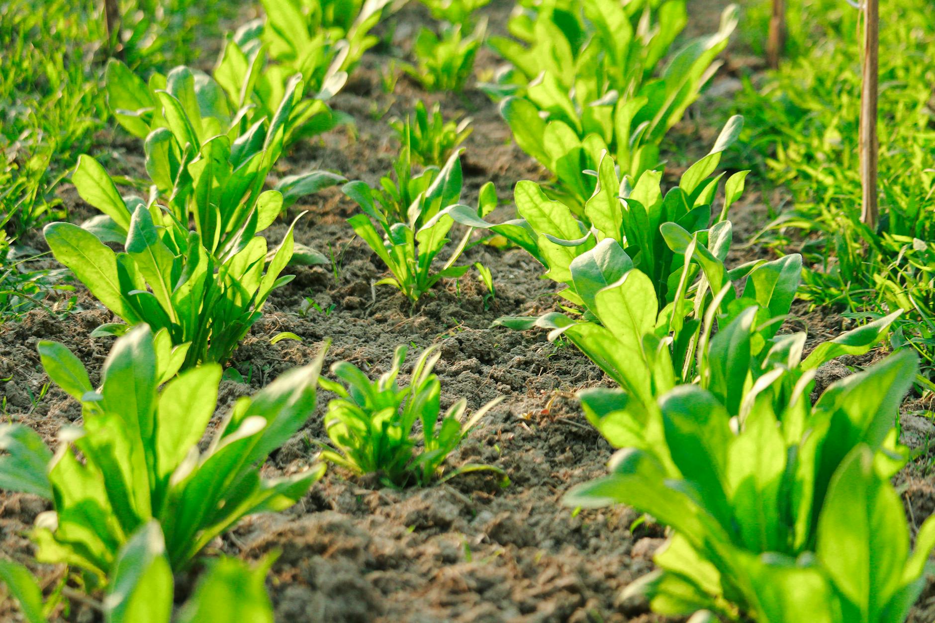 Specific Examples of How Spinach Supports Different Aspects of Brain Function