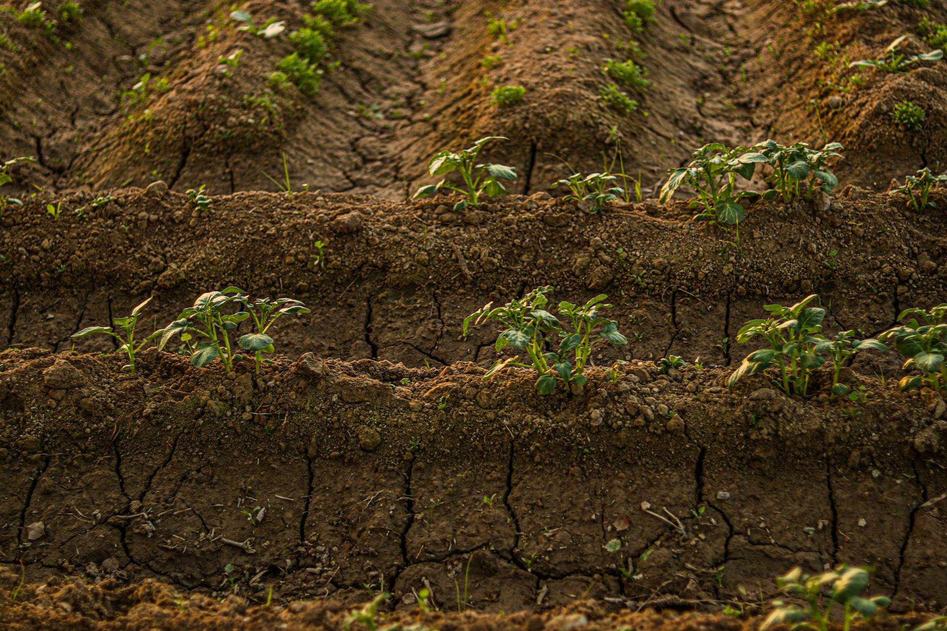 SUSTAINABLE ENVIRONMENTAL MONITORING THROUGH SOIL-BASED TECHNOLOGIES