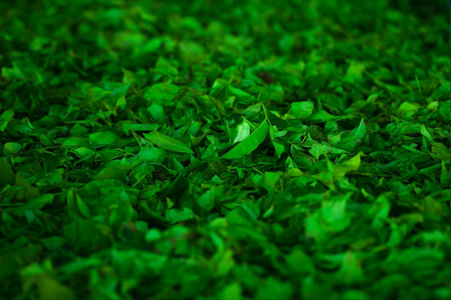 The Active Compounds in Green Tea That Protect Brain Health