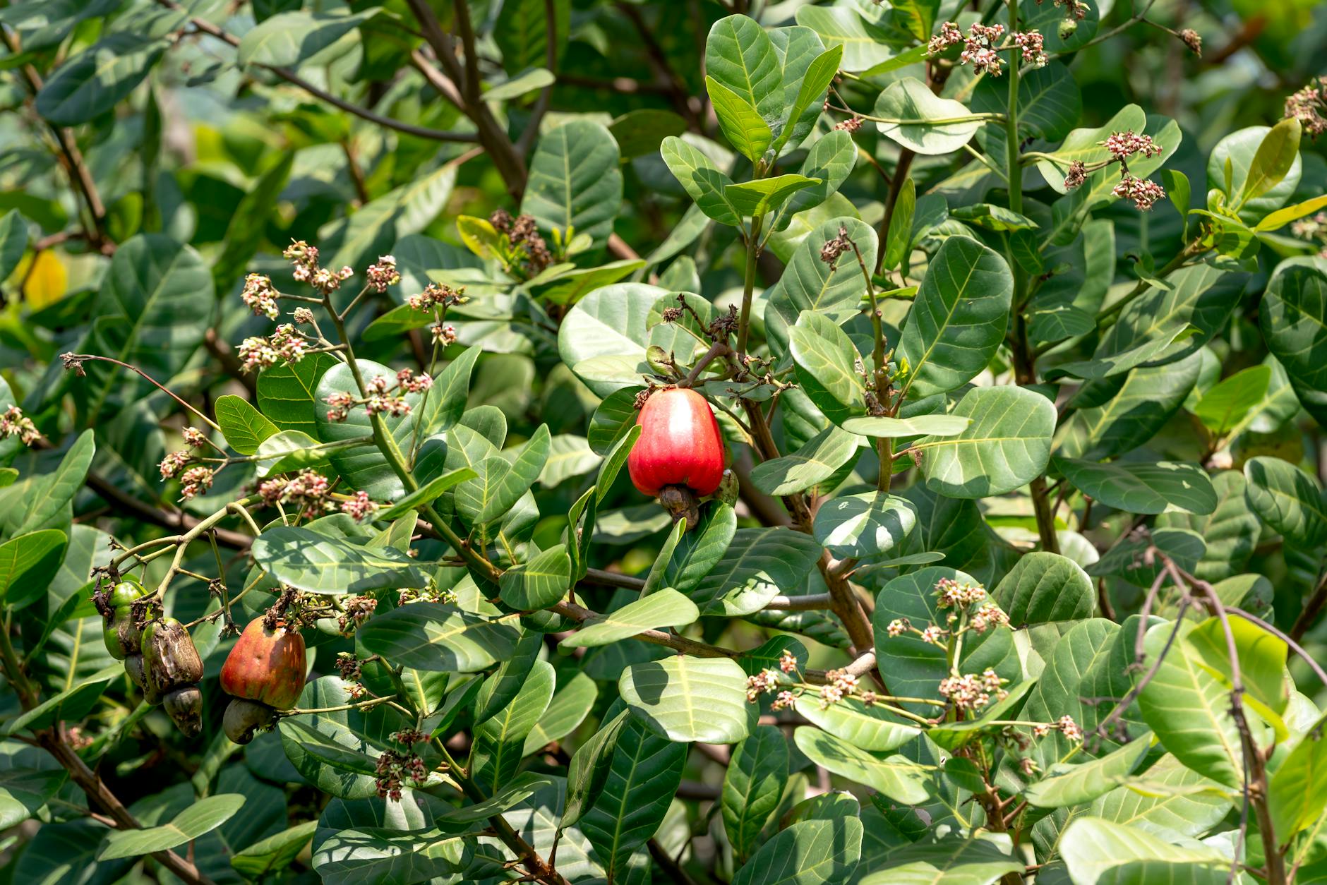 The Bioactive Compounds That Make Cashews Neuroprotective