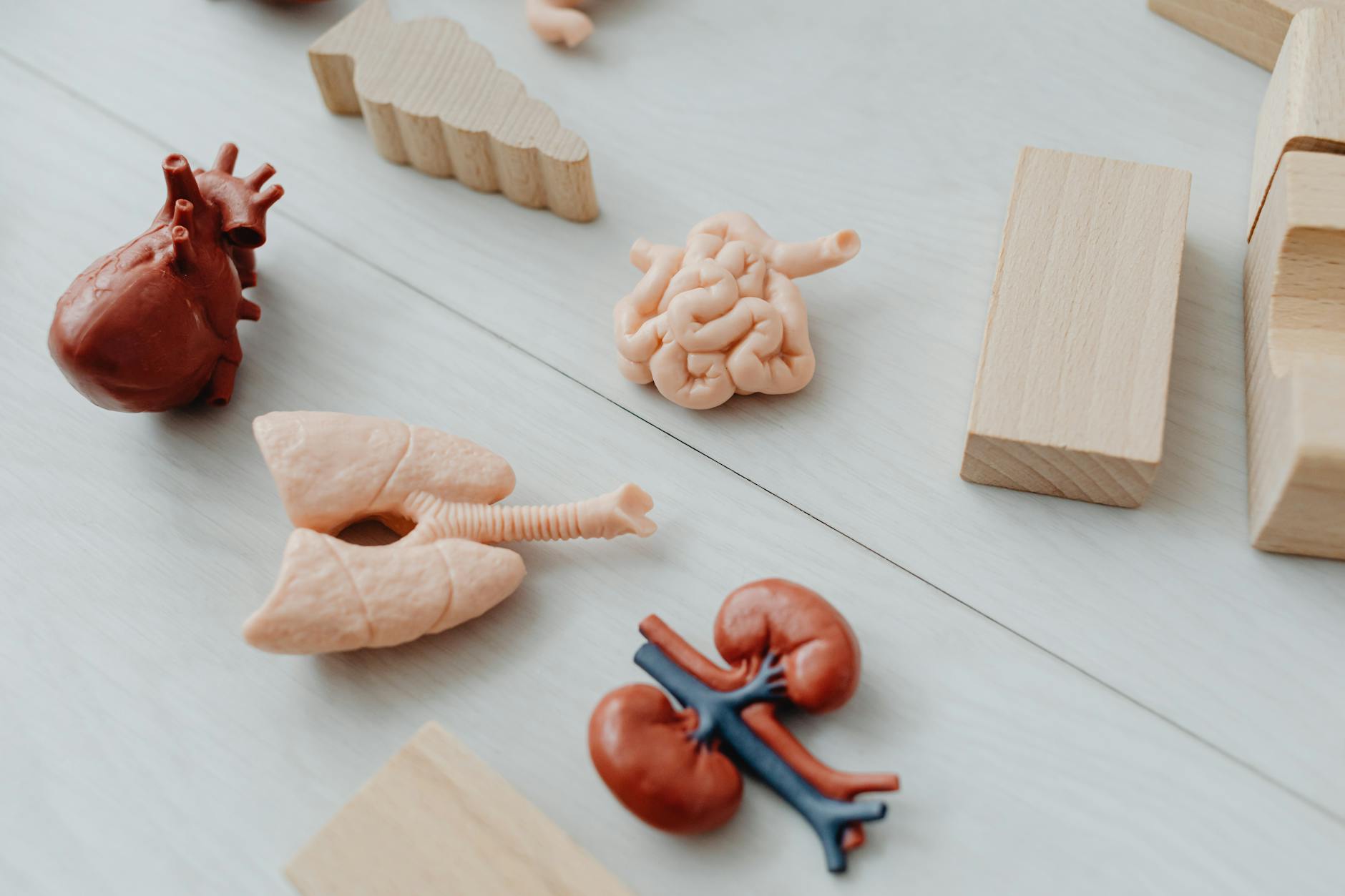 The Gut-Brain Connection Kidney Beans Activate