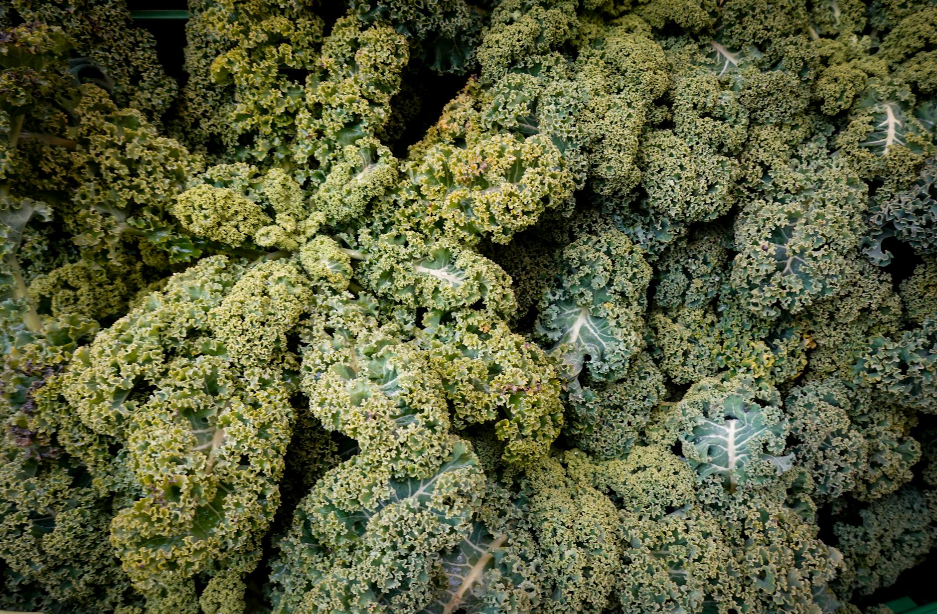 The MIND Diet: How Kale Fits Into a Brain-Protective Eating Pattern