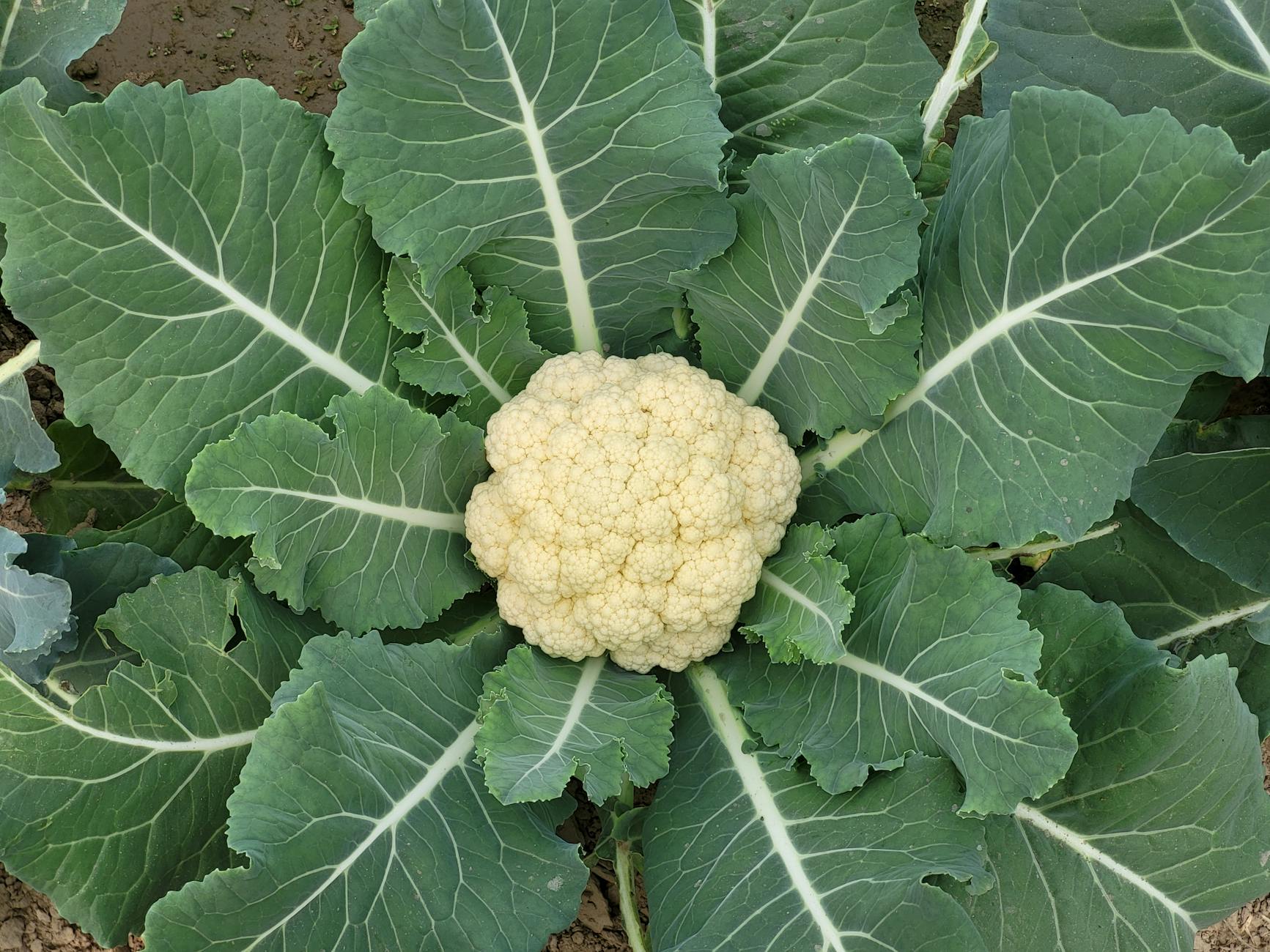 The Role of Choline in Cauliflower for Brain Development and Function