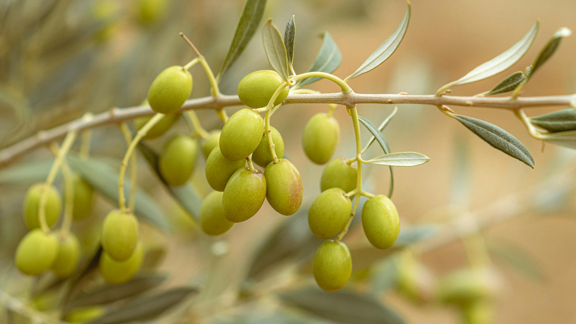 The Role of Olive Oil's Chemical Composition in Brain Health