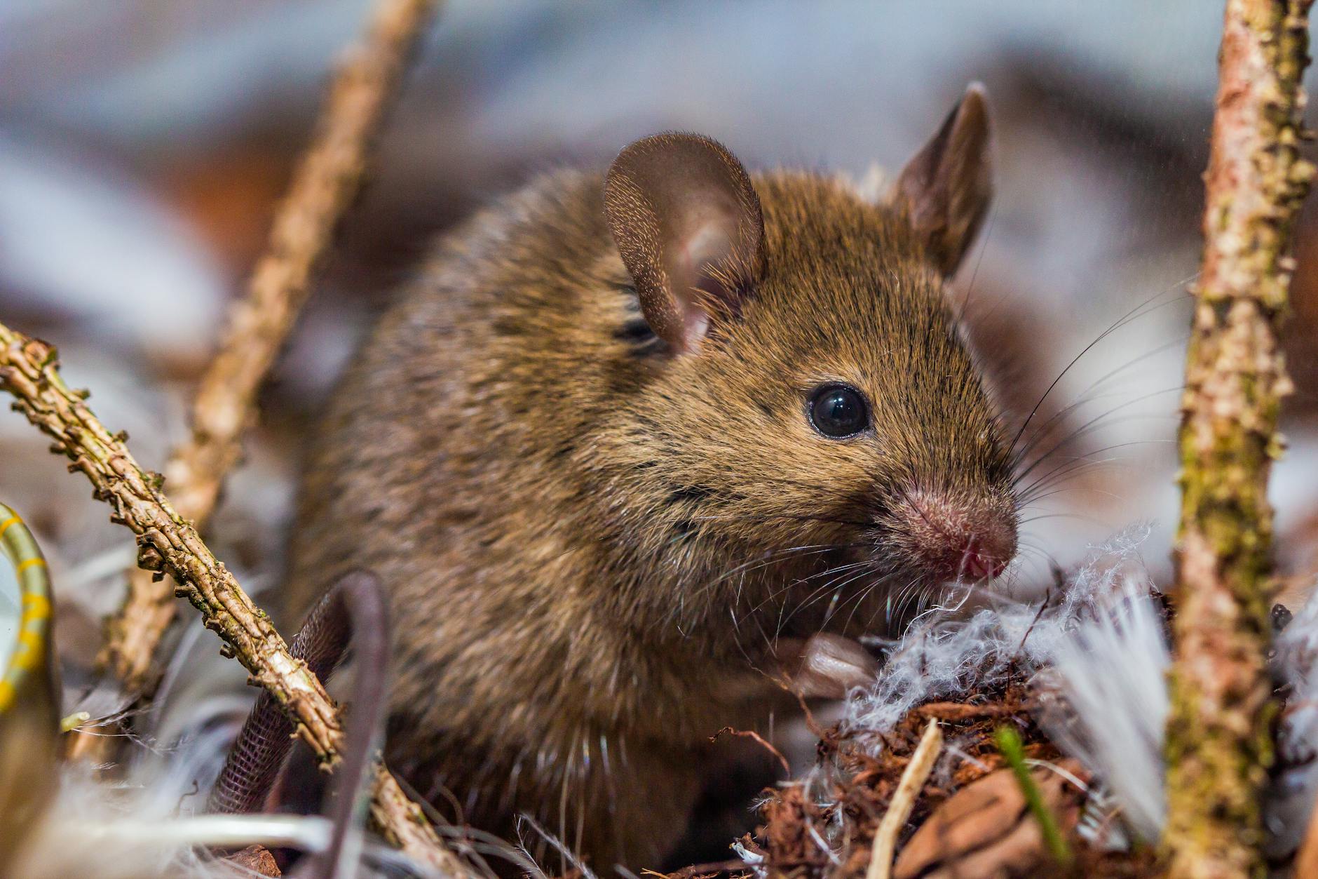 Understanding Amyloid Plaques and Mouse Models of Alzheimer's