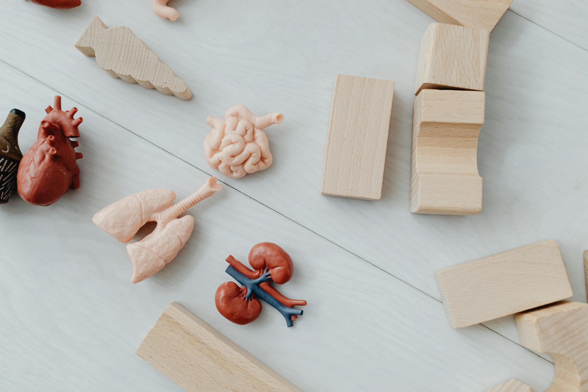 Understanding Brain Development and Neural Connections