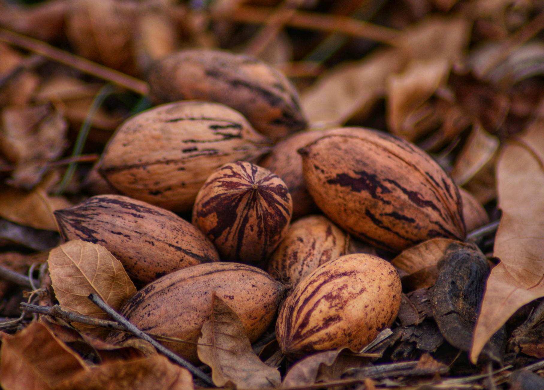 Understanding Pecans' Unique Brain-Protective Compounds