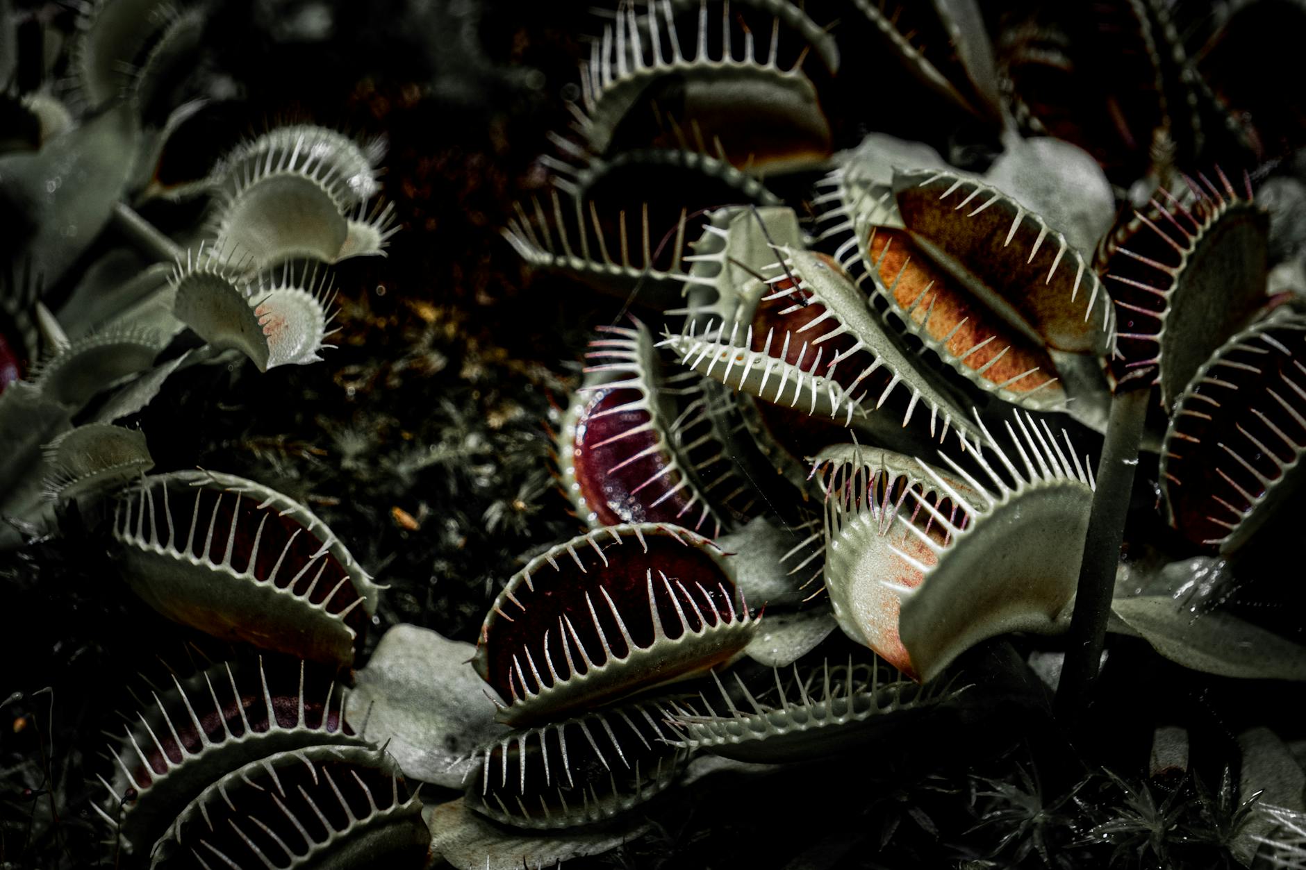 Understanding the Biological Mechanisms Behind Diet's Impact
