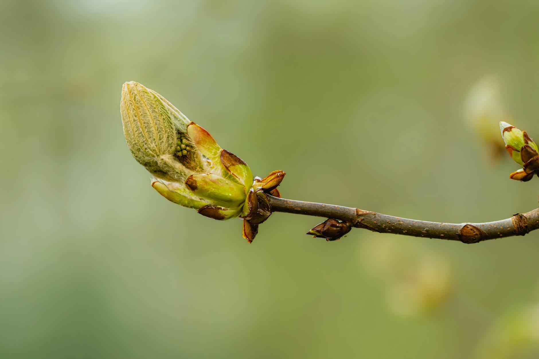 What Are These Emerging Alzheimer's Treatments?