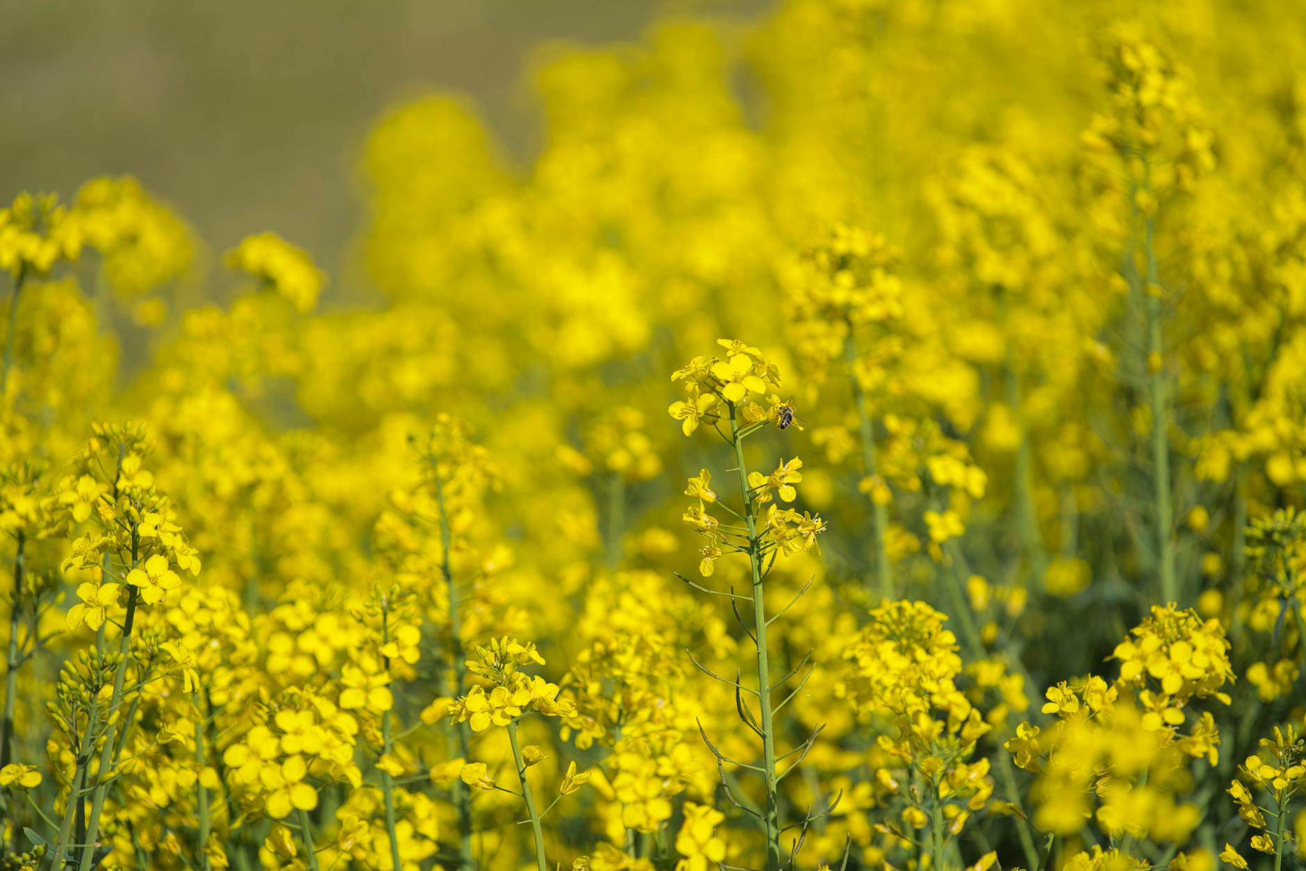 What Did the 2017 Canola Oil Study Actually Find?