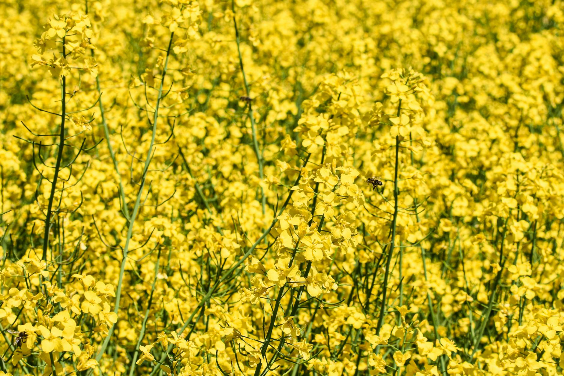 What Did the Canola Oil Research Actually Demonstrate?