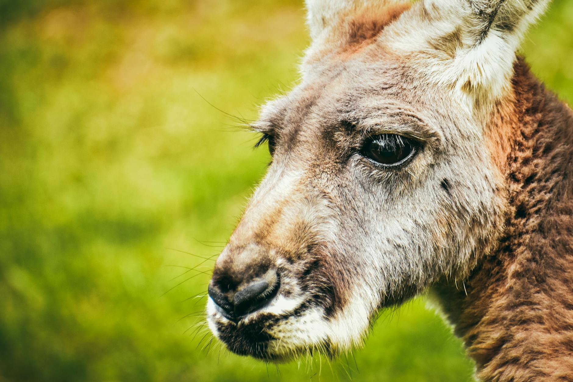 What Do Animal Studies Actually Show About Chia Seeds and Alzheimer's Risk?