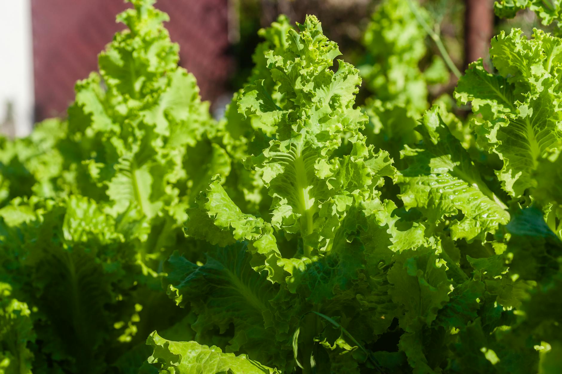 What Do Leafy Greens Actually Do to Protect Your Brain?