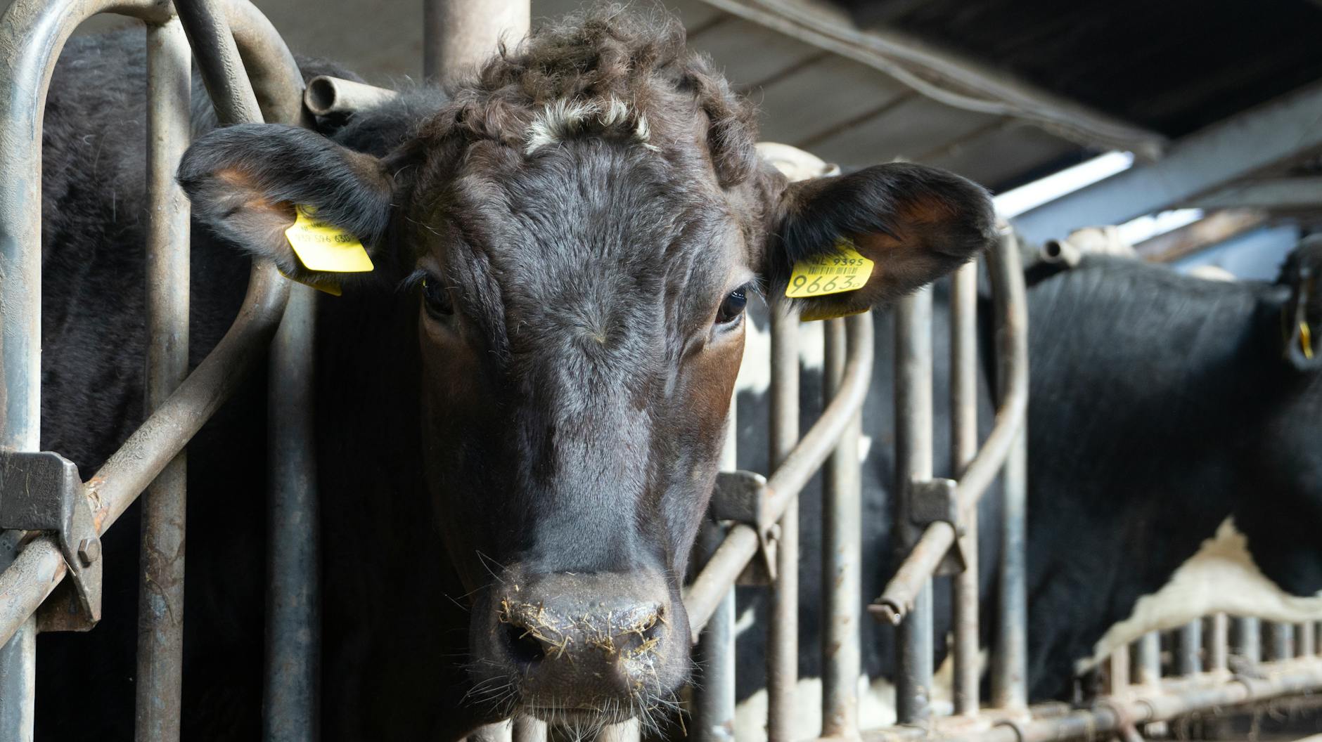 What Does the Research Actually Say About Dairy Products and Brain Health?