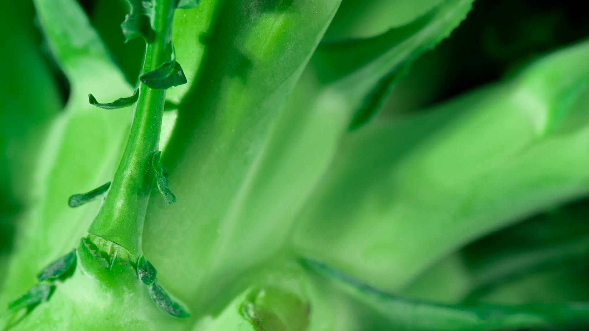 What Does This Plant-Based Diet Study Really Tell Us About Brain Health?