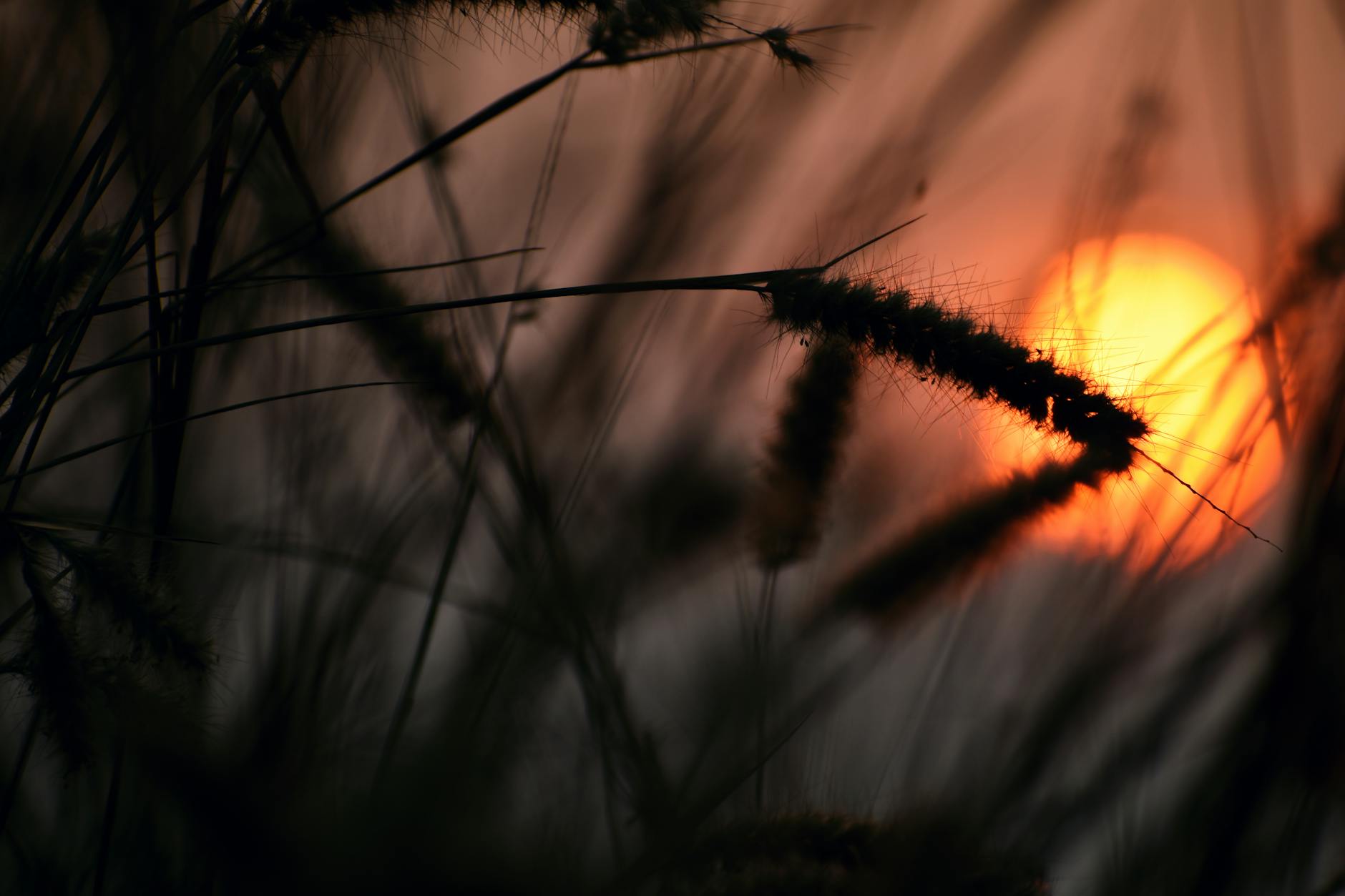 What Exactly Is Sundowning and Why Should Dementia Families Know About It?