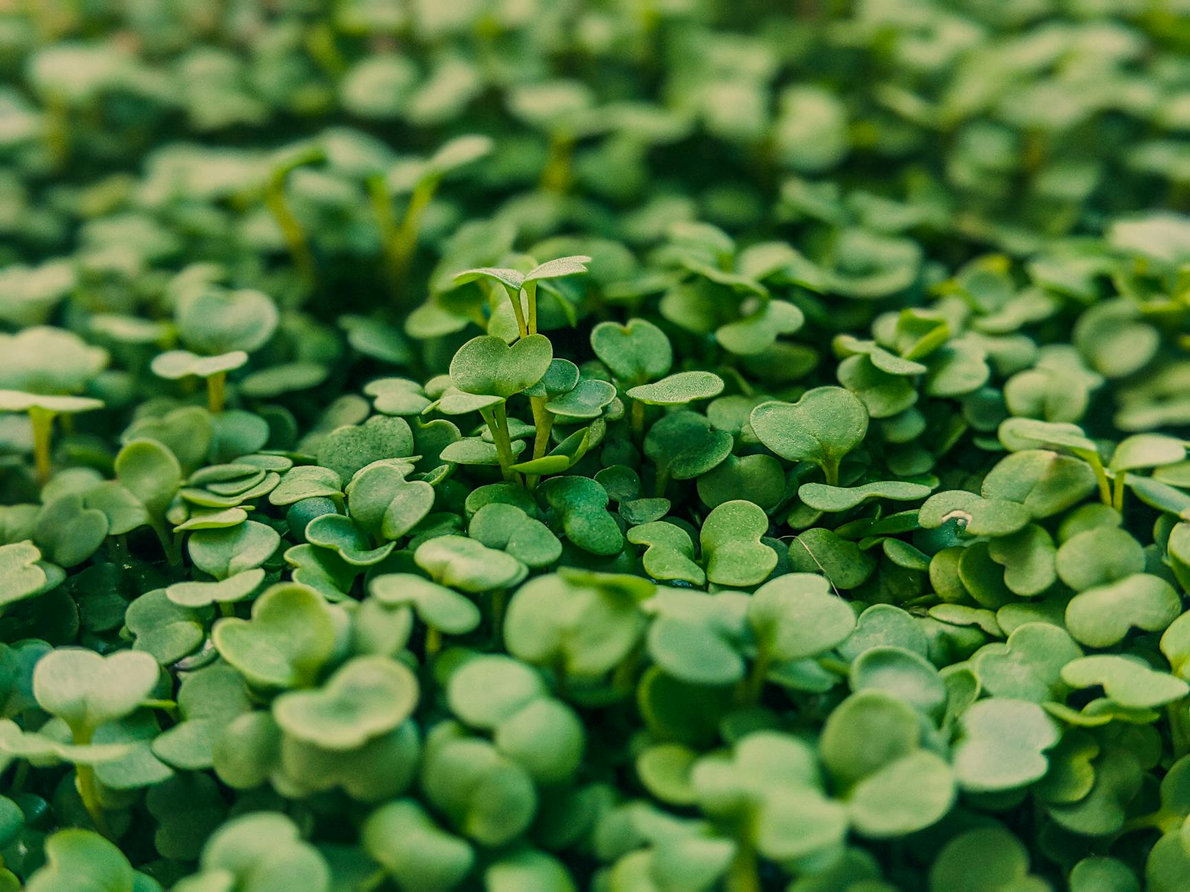 What Makes Arugula Specifically Powerful for Brain Health in Older Adults?