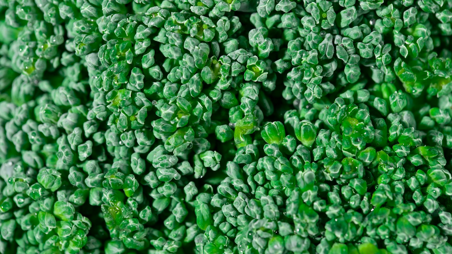What Makes Broccoli a Brain Protector That Supplements Often Miss