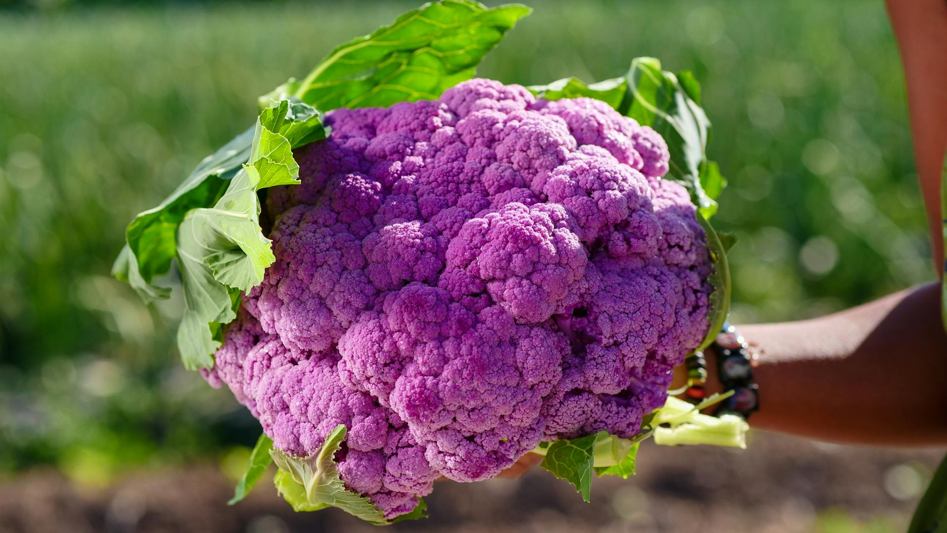 What Makes Cauliflower's Choline Content Critical for Brain Function After 40?