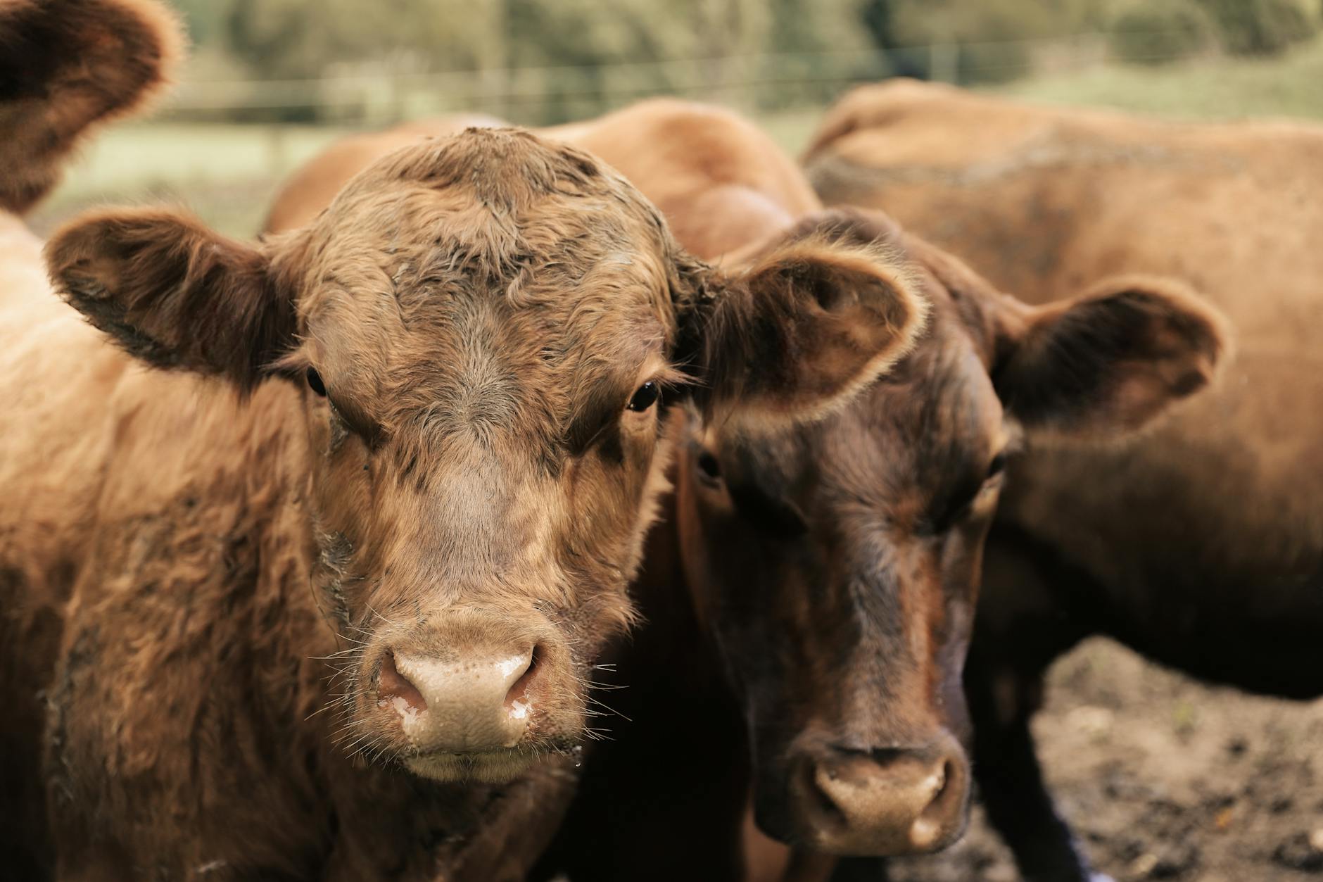 What Makes Pastured Eggs Different From Conventional Eggs?
