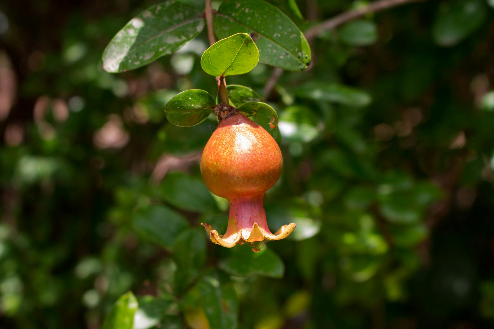 What Makes Pomegranate Special for Brain Health?
