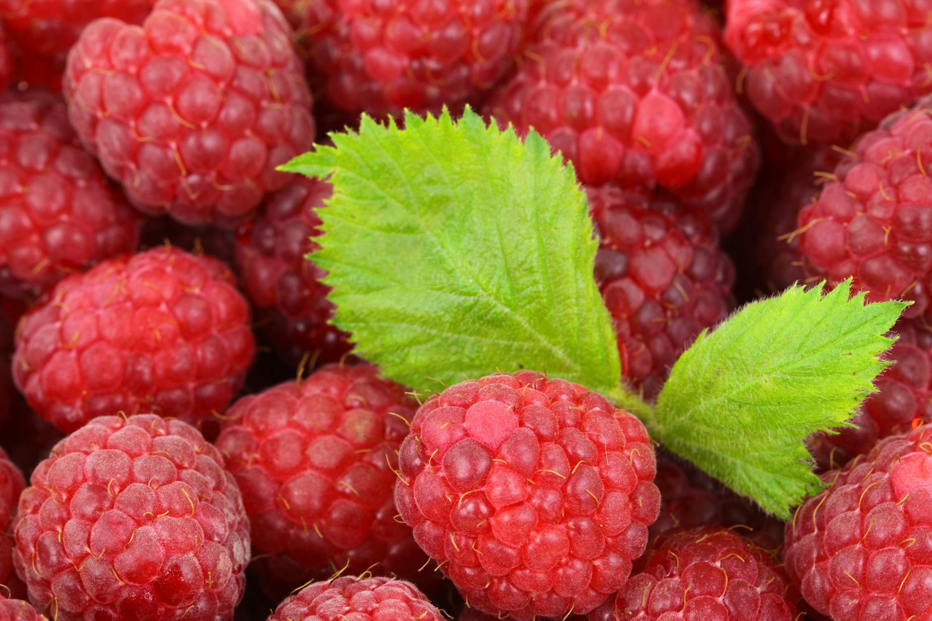 What Makes Raspberries Effective at Reducing Alzheimer's Risk?